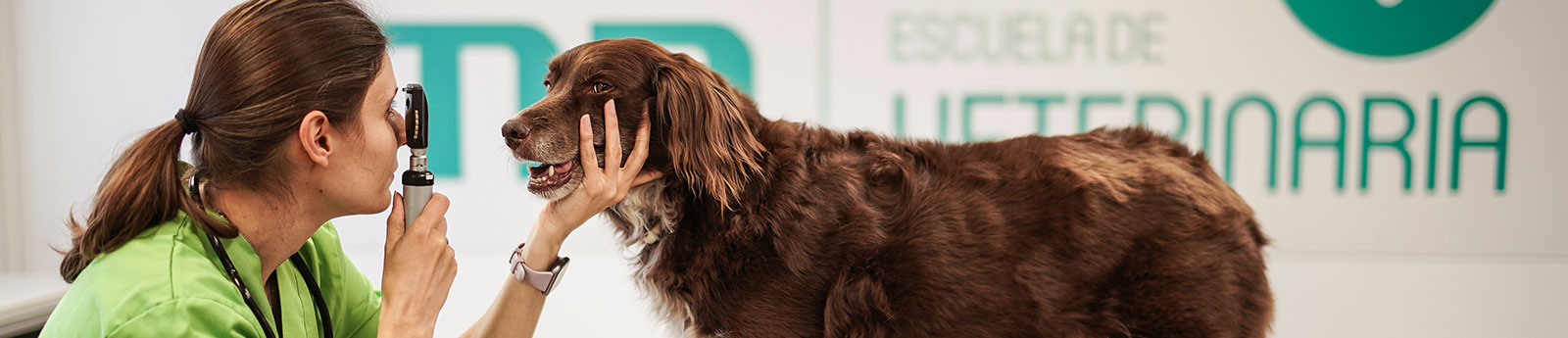 Cursos de Perros